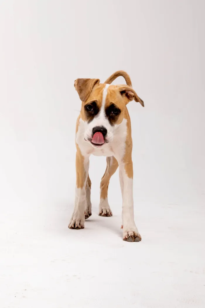 Футболка SGM White Big Dog белая