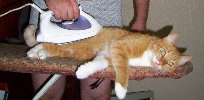 cat-gladid-meme.jpeg