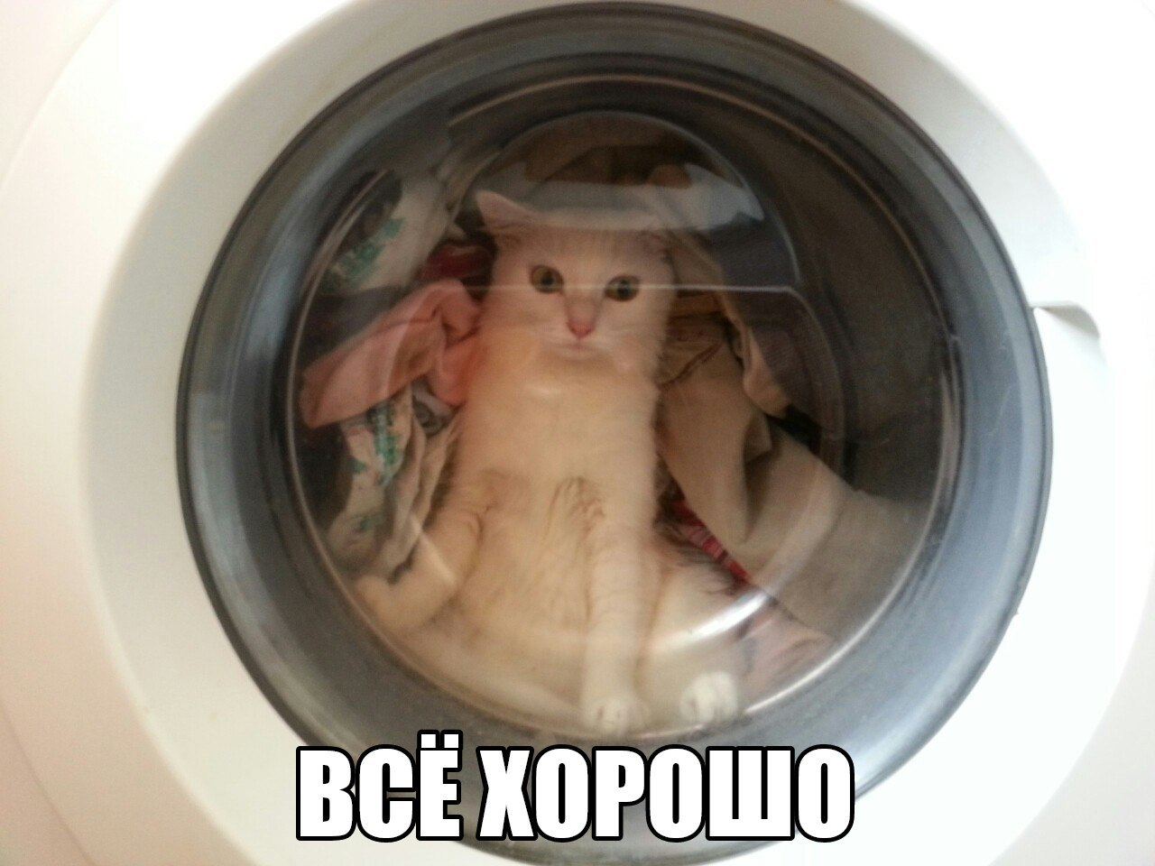 cat-stir-mashina.jpeg
