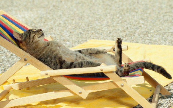 cat-sun-meme.jpeg