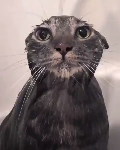 cat-wet-meme.jpeg